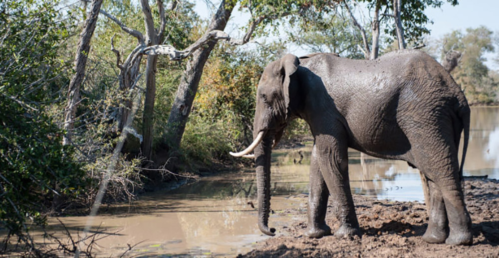 Kruger has a healthy population of elephants but poaching and loss of habitat have been reducing their numbers. Photo credit: Justin Catanoso for Mongabay Kruger has a healthy population of elephants but poaching and loss of habitat have been reducing their numbers. Photo credit: Justin Catanoso for Mongabay