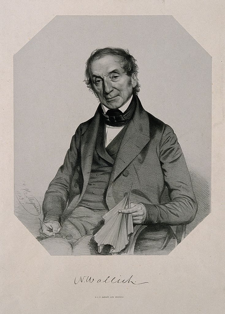 Nathaniel Wallich. Lithograph by TH Maguire, 1849. Credit: Welcome Library, London/Wikimedia Commons CC-BY-2.0 Nathaniel Wallich. Lithograph by TH Maguire, 1849. Credit: Welcome Library, London/Wikimedia Commons CC-BY-2.0