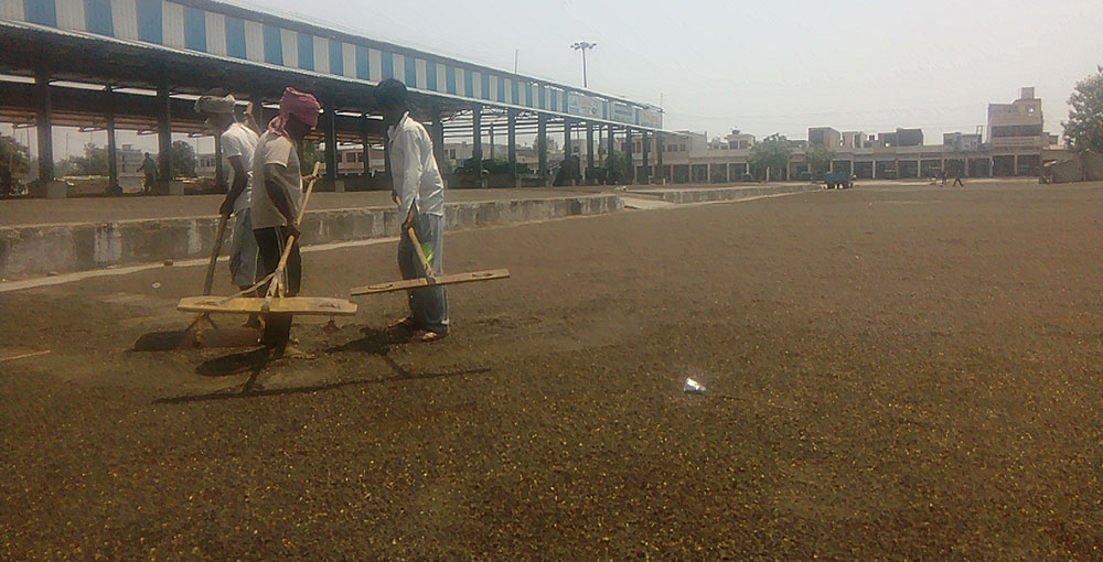 Labourers spreading sunflower seeds at the Shahabad mandi in Haryana. (Photo credit: Abhishek Dey). Labourers spreading sunflower seeds at the Shahabad mandi in Haryana. (Photo credit: Abhishek Dey).