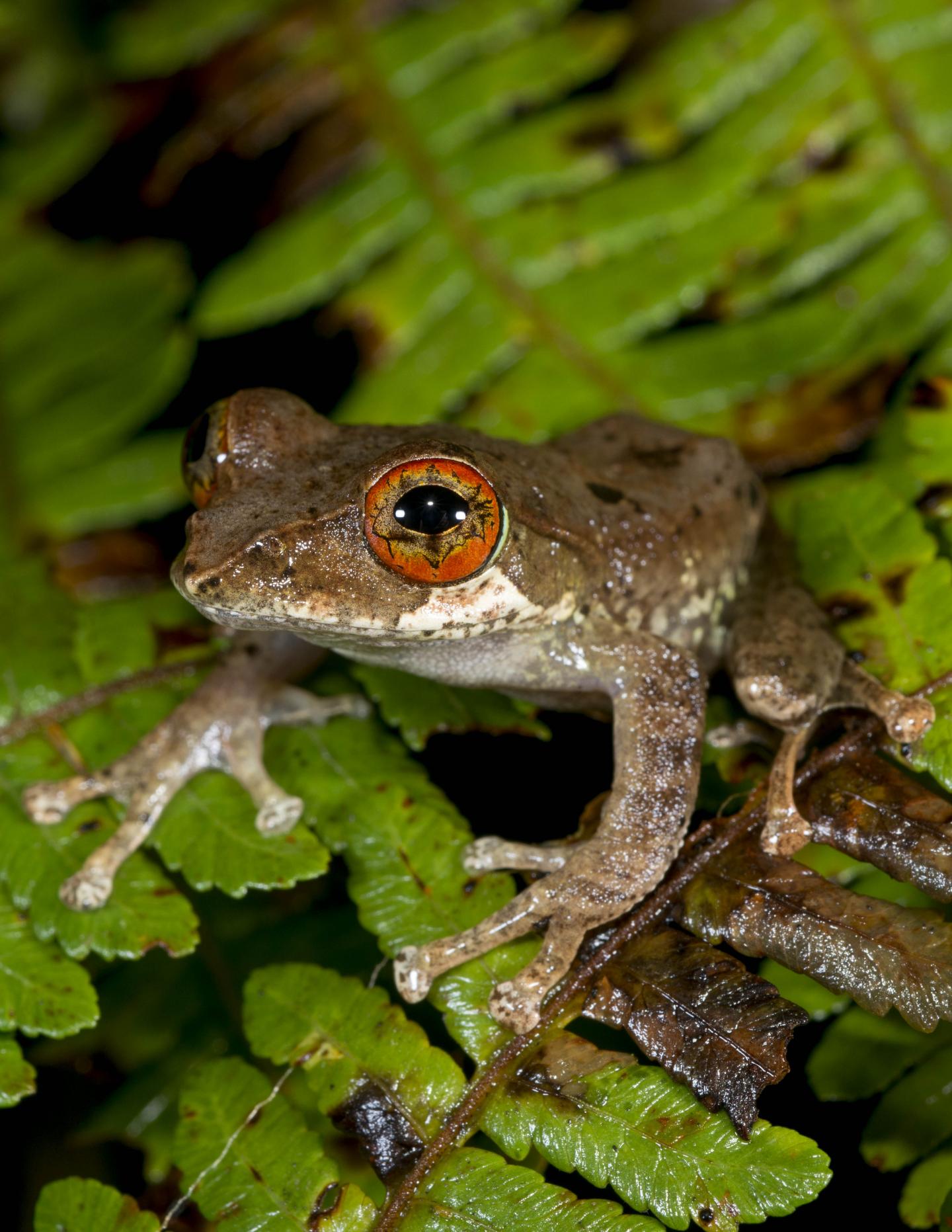 A tree frog (genus Boophis) found on Madagascar and Mayotte Island, off the Southeast coast of Africa. Photo credit: Brian Freiermuth/Univ. of Florida. A tree frog (genus Boophis) found on Madagascar and Mayotte Island, off the Southeast coast of Africa. Photo credit: Brian Freiermuth/Univ. of Florida.