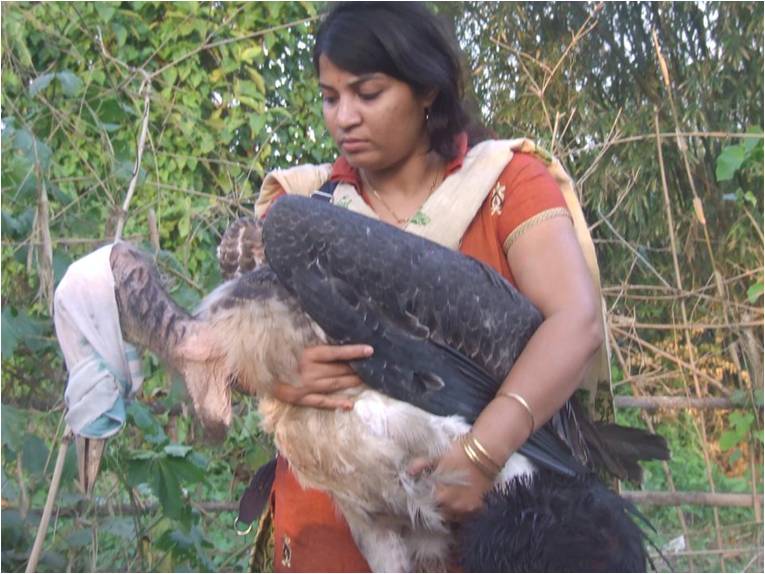 Purnima Barman rescuing a Greater Adjutant juvenile that has fallen out of its nest – something the birds unfortunately often do. Image Credit: Aaranyak Purnima Barman rescuing a Greater Adjutant juvenile that has fallen out of its nest – something the birds unfortunately often do. Image Credit: Aaranyak
