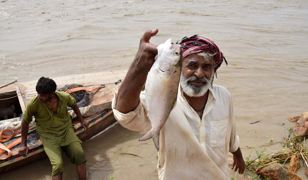 Mohana fishermen catching Hilsa/Palla downstream in the Indus. Source: Dawn Mohana fishermen catching Hilsa/Palla downstream in the Indus. Source: Dawn