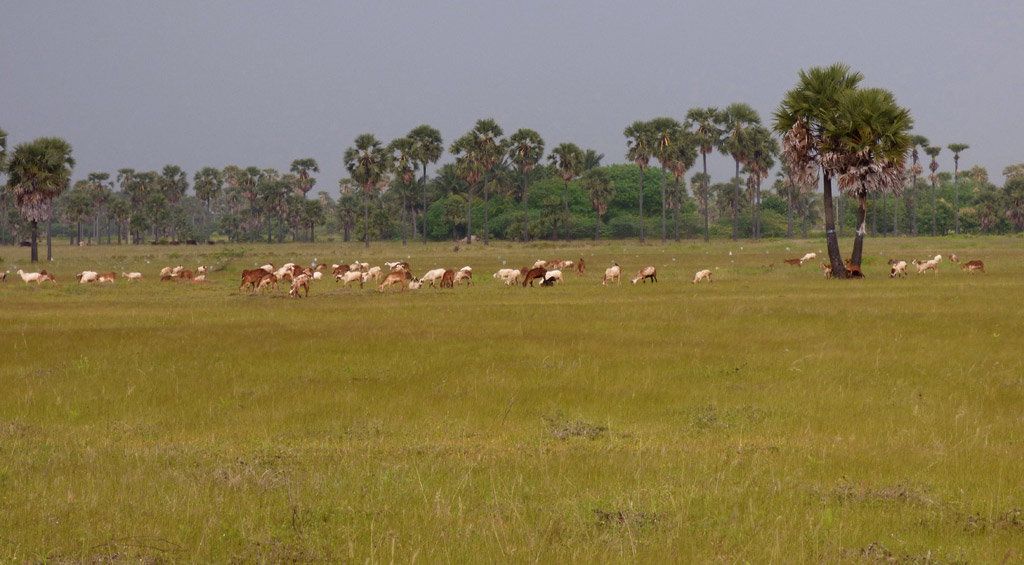 Livestock graze on grassland. (Photo credit: Prashanth MB). Livestock graze on grassland. (Photo credit: Prashanth MB).