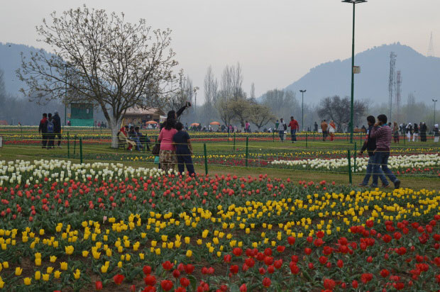 The 33-hectare Tulip Garden in Srinagar is the new addition to Kashmir’s tourism spots since 2008. However, in recent months, after the national media have been swamped with stories of violence in the Valley, tourist arrivals declined. Photo credit: Athar Parvaiz/IndiaSpend.com The 33-hectare Tulip Garden in Srinagar is the new addition to Kashmir’s tourism spots since 2008. However, in recent months, after the national media have been swamped with stories of violence in the Valley, tourist arrivals declined. Photo credit: Athar Parvaiz/IndiaSpend.com