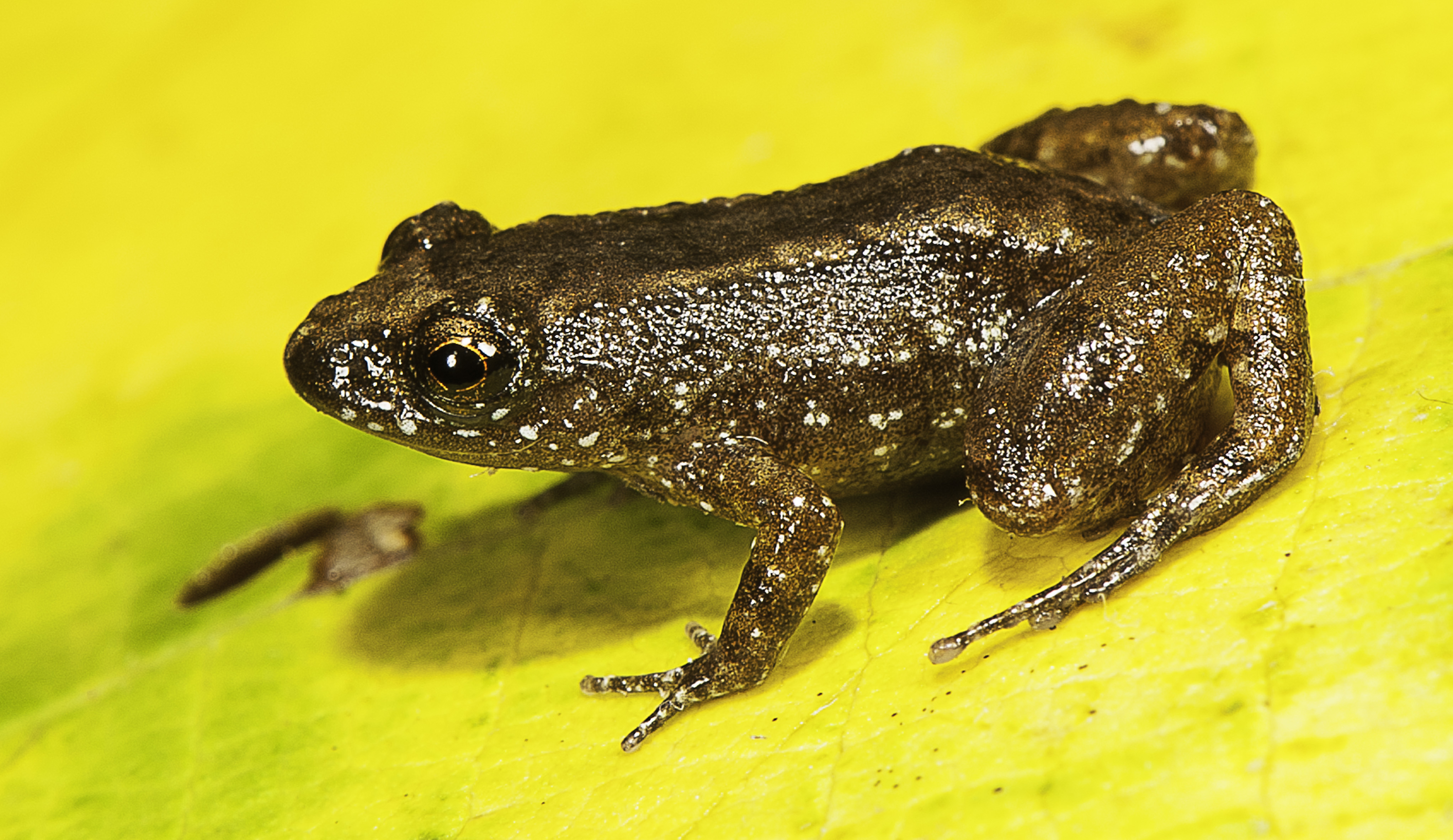 Manalar night frog (Nyctibatrachus manalari), a 13.1 mm miniature-sized frog discovered from a fragmented forest patch adjacent to tea plantations in the southern Western Ghats. (Photo credit SD Biju). Manalar night frog (Nyctibatrachus manalari), a 13.1 mm miniature-sized frog discovered from a fragmented forest patch adjacent to tea plantations in the southern Western Ghats. (Photo credit SD Biju).