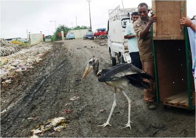 The release of a rehabbed chick at a rubbish dump, a “habitat” which the Greater Adjutant now uses to replace India’s lost and degraded wetlands. Image Credit: Purnima Devi Barman The release of a rehabbed chick at a rubbish dump, a “habitat” which the Greater Adjutant now uses to replace India’s lost and degraded wetlands. Image Credit: Purnima Devi Barman