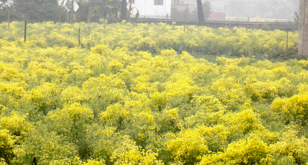 A cauliflower seed farm in Chakwara village of Vaishali district in Bihar. Credit: Mohd Imran Khan A cauliflower seed farm in Chakwara village of Vaishali district in Bihar. Credit: Mohd Imran Khan