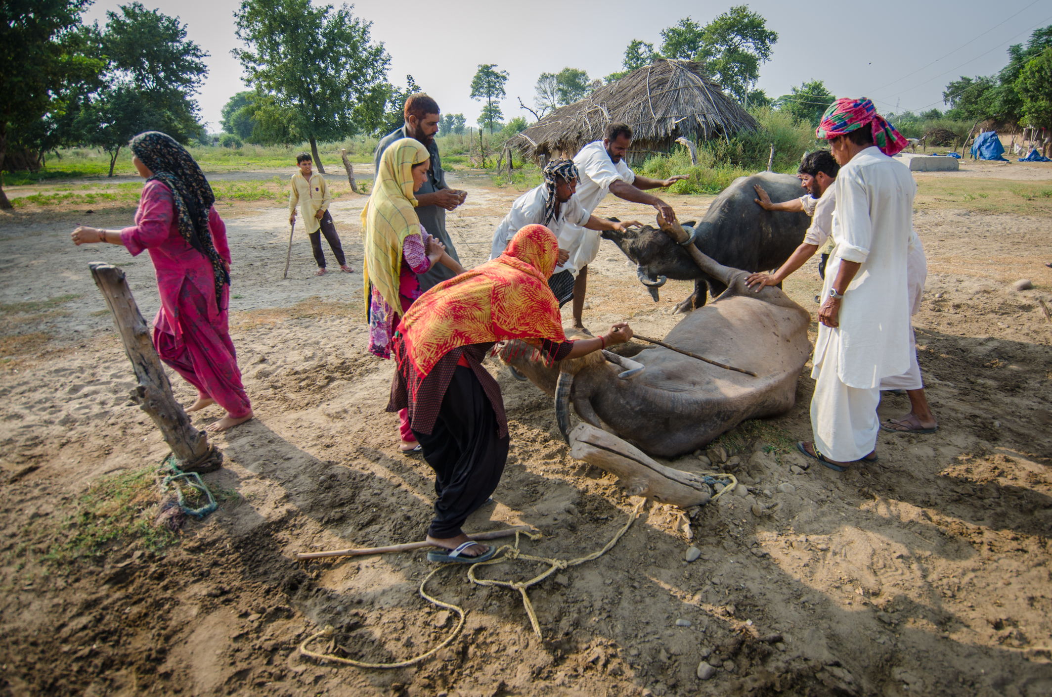 Gujjars attempt to separate buffaloes. Photo: Rayan Naqash Gujjars attempt to separate buffaloes. Photo: Rayan Naqash