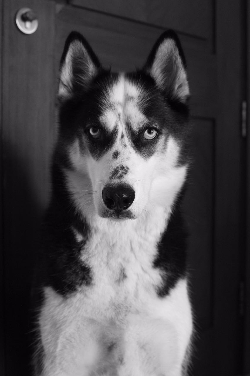 A Siberian husky Image: Ayesha Framji A Siberian husky Image: Ayesha Framji