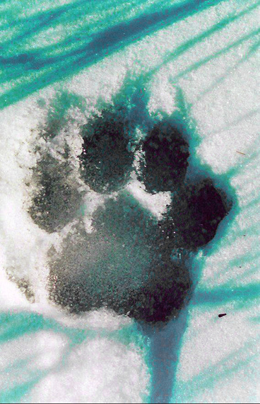 Tiger track in Russia. Photo credit: Jonathan C. Slaght Tiger track in Russia. Photo credit: Jonathan C. Slaght