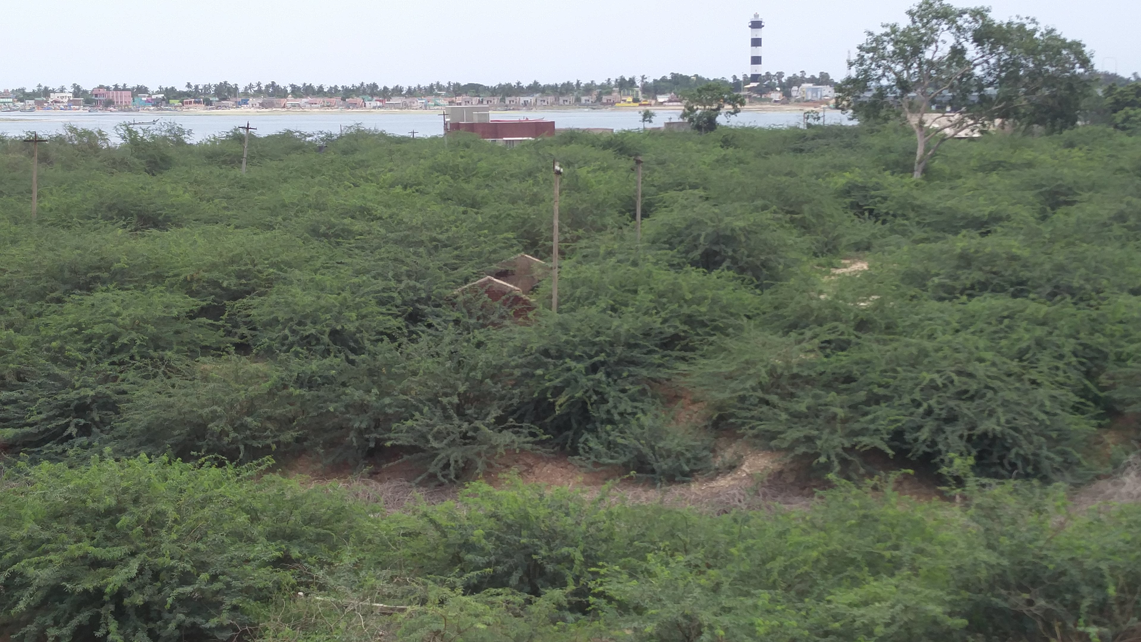 Fort Geldria hidden under the thicket of shrubs. Photo credit: Vinita Govindarajan Fort Geldria hidden under the thicket of shrubs. Photo credit: Vinita Govindarajan
