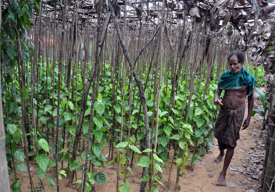 A villager in his betel vineyard, which was dismantled during the land acquisition process in 2013. With the project stuck, he re-erected the vines in 2015. A villager in his betel vineyard, which was dismantled during the land acquisition process in 2013. With the project stuck, he re-erected the vines in 2015.