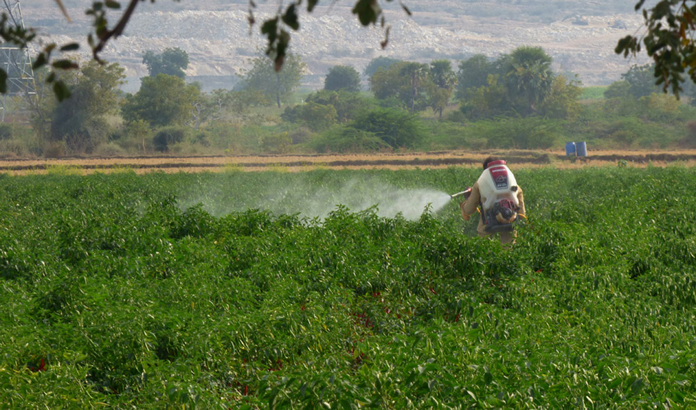 Spraying pesticides on a chilli crop. (Photo credit: Prashanth MB). Spraying pesticides on a chilli crop. (Photo credit: Prashanth MB).