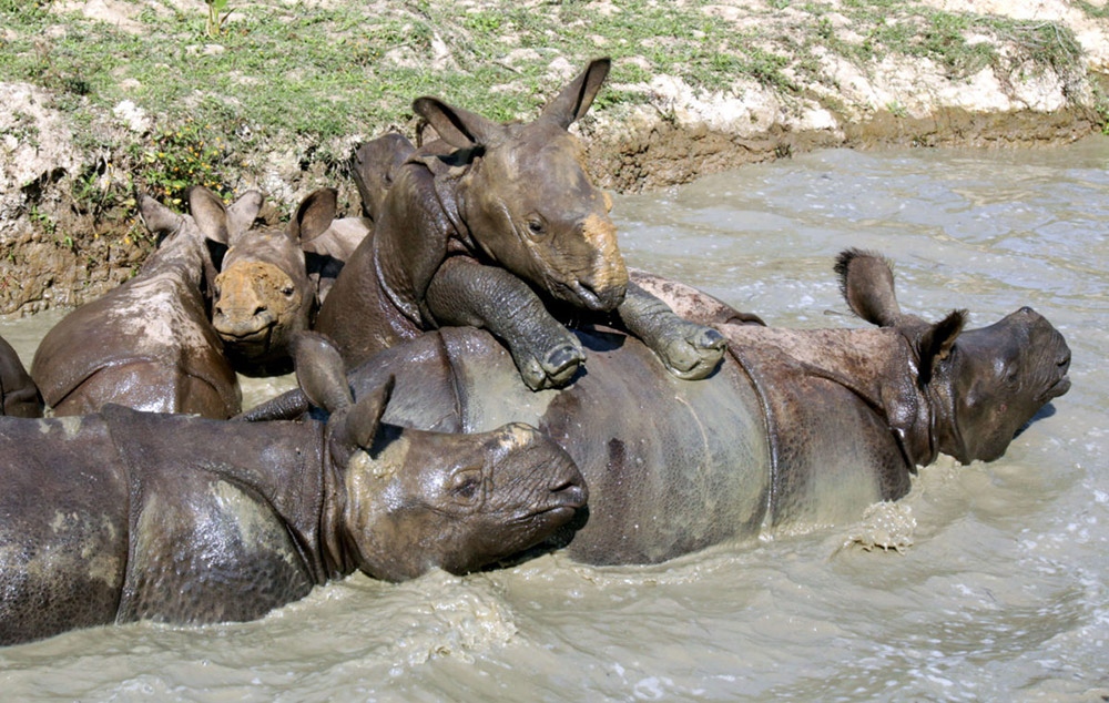 Rhinos playing in water body in the CWRC paddocks on Monday,9th January 2017. Photo:Subhamoy Bhattacharjee/IFAW-WTI Rhinos playing in water body in the CWRC paddocks on Monday,9th January 2017. Photo:Subhamoy Bhattacharjee/IFAW-WTI