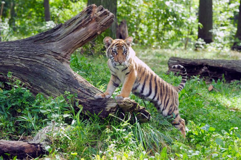Malayan tiger cub during the summer. Photo credit: Julie Larsen Maher Malayan tiger cub during the summer. Photo credit: Julie Larsen Maher