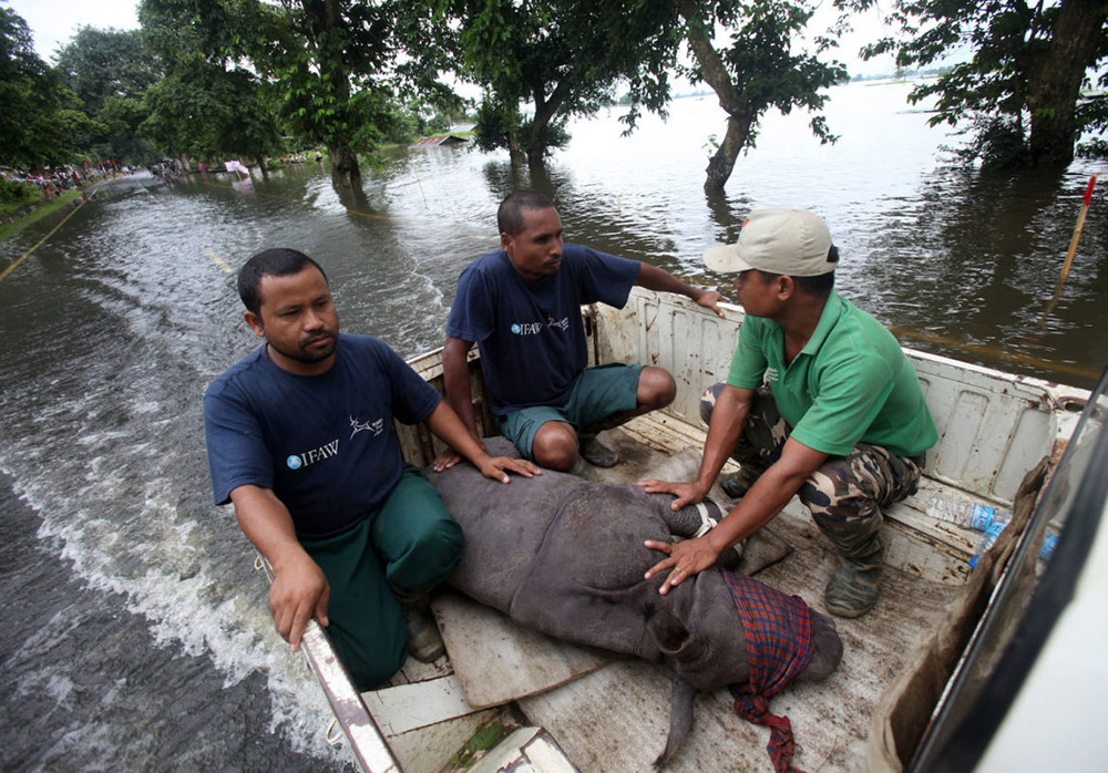 An infant rhino calf struggling in the flood water was rescued from Sildubi area of Bagori forest range of Kaziranga by IFAW-WTI wildlife rescuers and Kaziranga forest staff with the help of local villagers and on July 27, 2016. Photo credit: Subhamoy Bhattacharjee / IFAW-WTI. An infant rhino calf struggling in the flood water was rescued from Sildubi area of Bagori forest range of Kaziranga by IFAW-WTI wildlife rescuers and Kaziranga forest staff with the help of local villagers and on July 27, 2016. Photo credit: Subhamoy Bhattacharjee / IFAW-WTI.