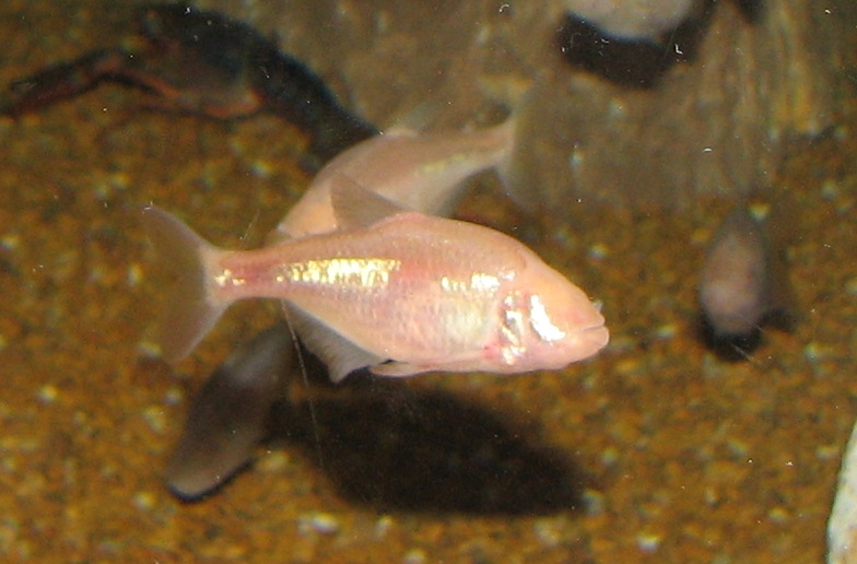 Mexican tetra. Ltshears/Wikimedia Mexican tetra. Ltshears/Wikimedia