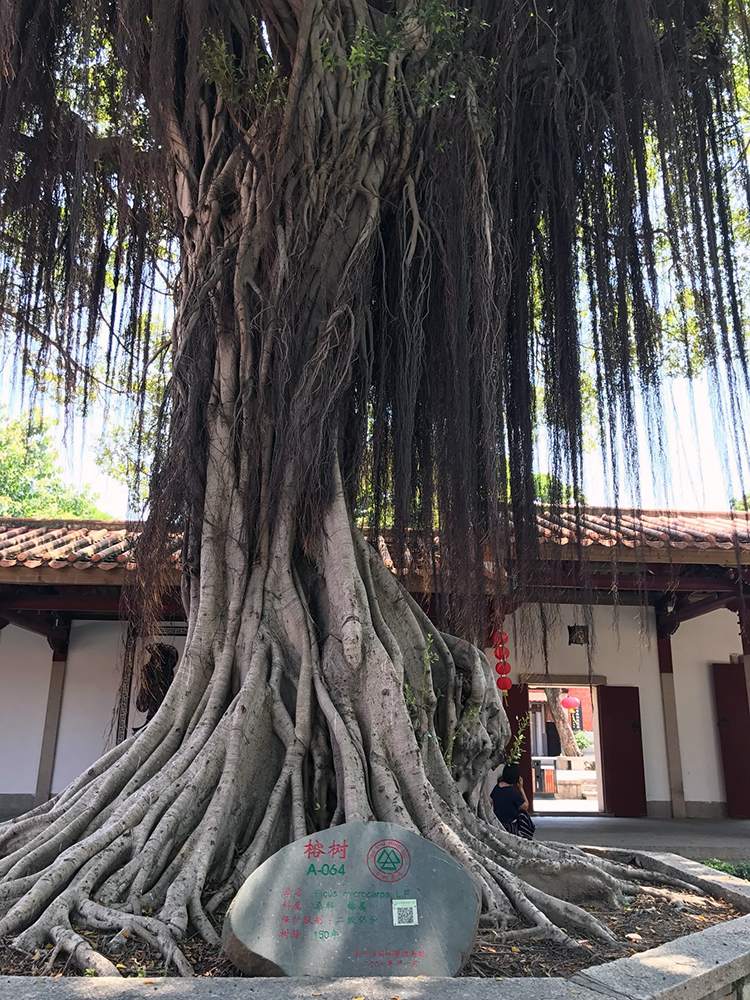 A peepul tree at a Buddhist Temple in Quanzhou. Photo credit: Sudheendra Kulkarni A peepul tree at a Buddhist Temple in Quanzhou. Photo credit: Sudheendra Kulkarni