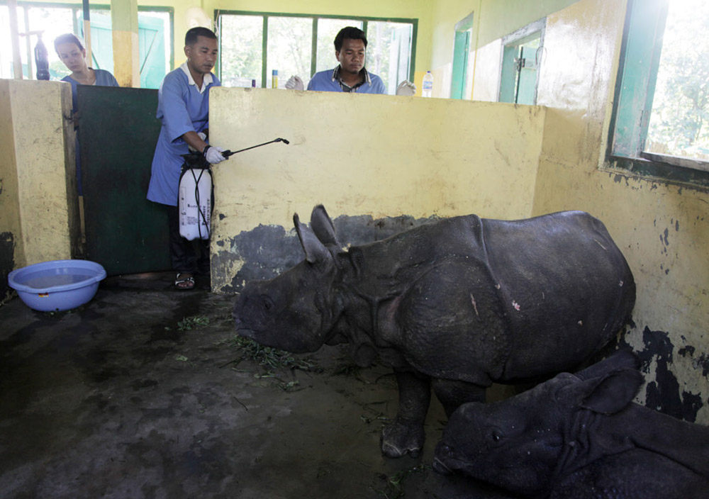CWRC vets, volunteers and animal keepers during routine treatment of rhino calves at the large animal nursery of the AFD & IFAW-WTI’s jointly-run wildlife care facility in 2016. Photo credit: Subhamoy Bhattacharjee / IFAW-WTI. CWRC vets, volunteers and animal keepers during routine treatment of rhino calves at the large animal nursery of the AFD & IFAW-WTI’s jointly-run wildlife care facility in 2016. Photo credit: Subhamoy Bhattacharjee / IFAW-WTI.