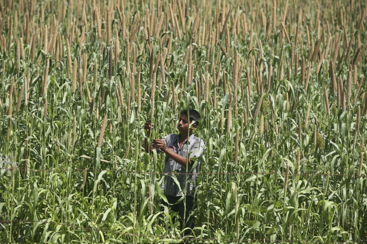 A farmer works in his millet farm in Kanati village, near Ahmedabad. (Photo credit: Amit Dave/Reuters). A farmer works in his millet farm in Kanati village, near Ahmedabad. (Photo credit: Amit Dave/Reuters).