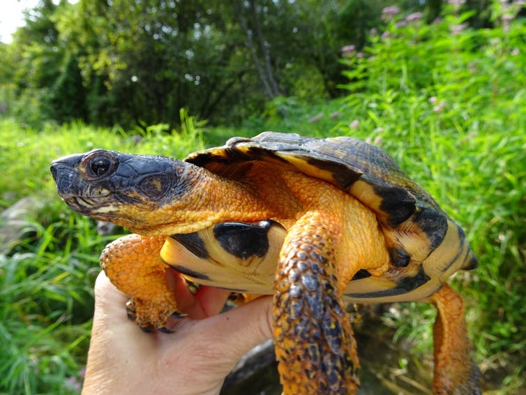 Captured female Wood Turtles may be kept by poachers to lay eggs for years. Photo credit: Jackie Litzgus, Author provided Captured female Wood Turtles may be kept by poachers to lay eggs for years. Photo credit: Jackie Litzgus, Author provided