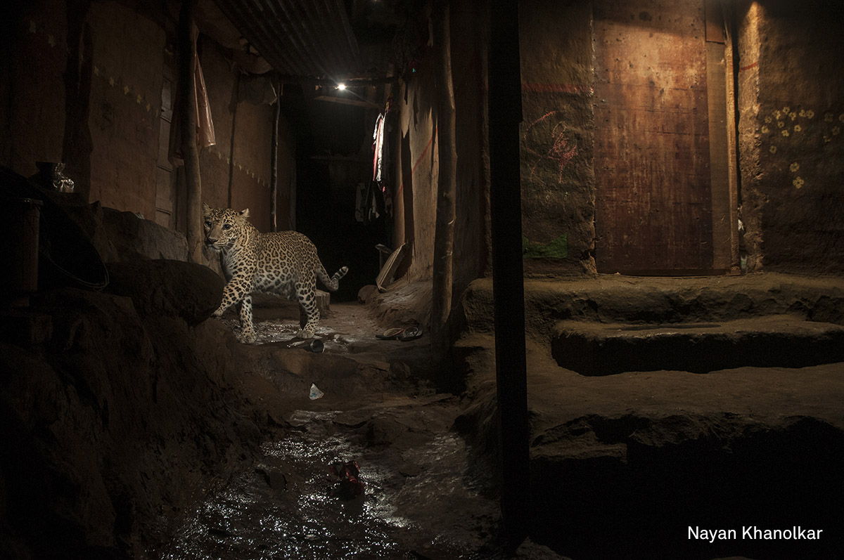 Nature, second prize (singles) | Big Cat in My Backyard: A wild leopard strolls through Sanjay Gandhi National Park, a protected area in the northern part of Mumbai, India, September 2016. (Nayan Khanolkar) Nature, second prize (singles) | Big Cat in My Backyard: A wild leopard strolls through Sanjay Gandhi National Park, a protected area in the northern part of Mumbai, India, September 2016. (Nayan Khanolkar)