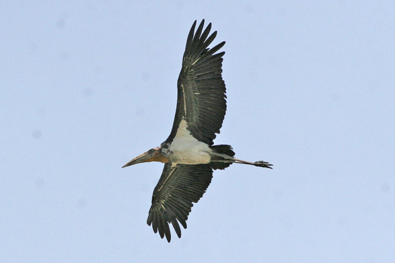 A Greater Adjutant stork in flight. Inspiring conservation efforts in India and Cambodia are giving this species a fighting chance against extinction. Image Credit: Ron Knight licensed under the Creative Commons Attribution 2.0 Generic license A Greater Adjutant stork in flight. Inspiring conservation efforts in India and Cambodia are giving this species a fighting chance against extinction. Image Credit: Ron Knight licensed under the Creative Commons Attribution 2.0 Generic license