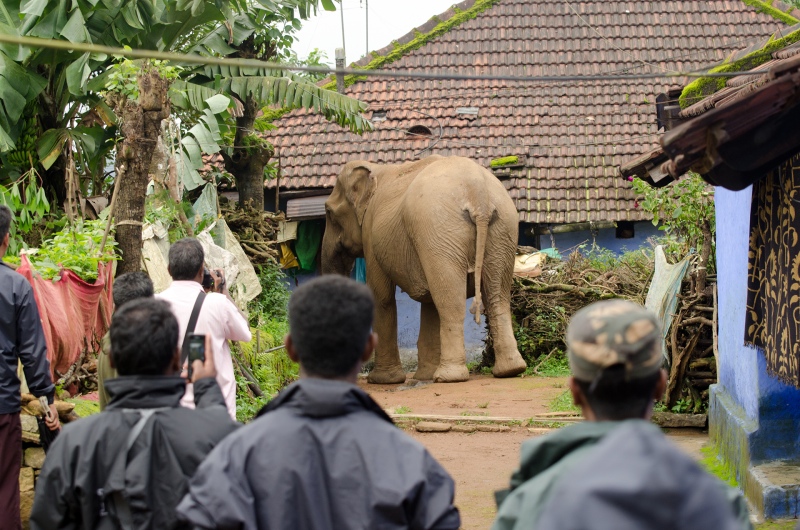 A wild elephant entering a village in Valparai in Coimbatore district. (Photo credit: Sridhar Vijayakrishnan). A wild elephant entering a village in Valparai in Coimbatore district. (Photo credit: Sridhar Vijayakrishnan).