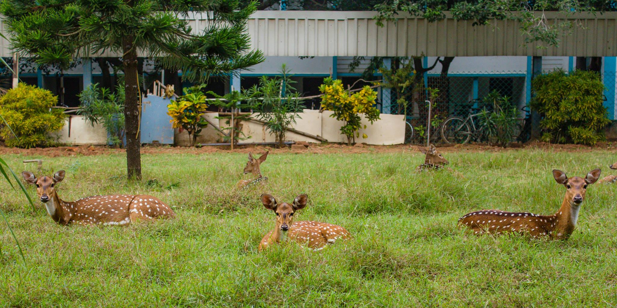 Spotted deer in IIT-Madras. (Photo credit: Saarang, IIT-Madras, via Facebook). Spotted deer in IIT-Madras. (Photo credit: Saarang, IIT-Madras, via Facebook).