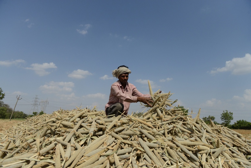 A labourer piles millet in a field at Palaiya village near Ahmedabad in 2013. (Photo credit: Sam Panthaky/AFP). A labourer piles millet in a field at Palaiya village near Ahmedabad in 2013. (Photo credit: Sam Panthaky/AFP).