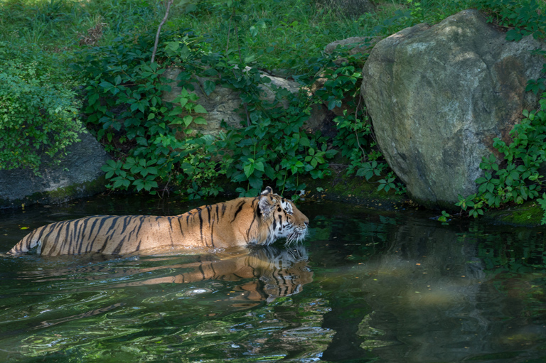 Amur tiger going for a swim. Photo credit: Julie Larsen Maher Amur tiger going for a swim. Photo credit: Julie Larsen Maher