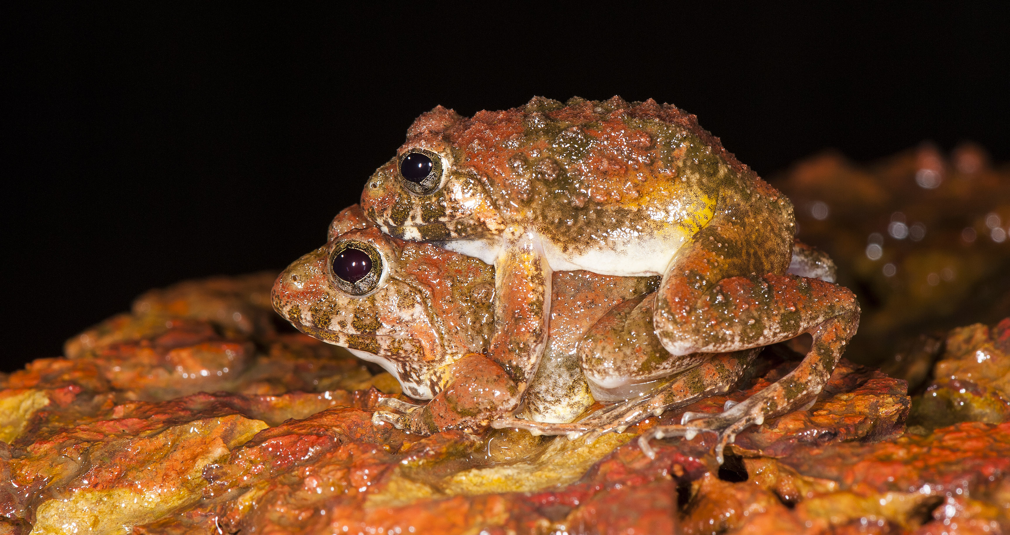 Critical Ecosystem Partnership Fund frogs, or CEPF frogs mating. (Photo credit: SD Biju). Critical Ecosystem Partnership Fund frogs, or CEPF frogs mating. (Photo credit: SD Biju).