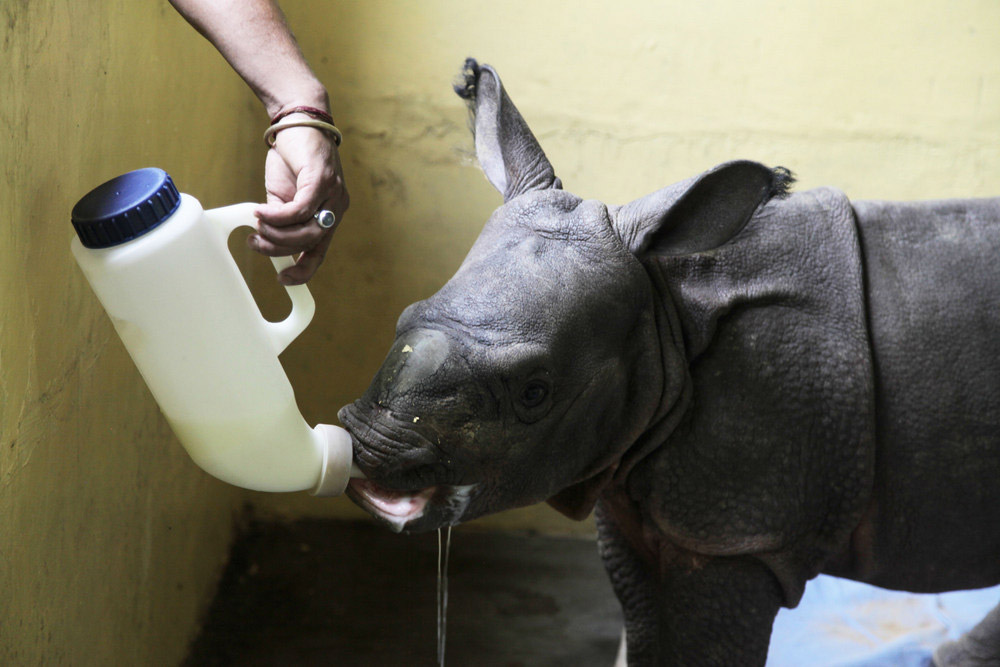 Rescued male rhino calf from the fringe village of central range of Kaziranga National Park under care at CWRC large animal nursery in July 2016. Photo credit: Subhamoy Bhattacharjee / IFAW-WTI. Rescued male rhino calf from the fringe village of central range of Kaziranga National Park under care at CWRC large animal nursery in July 2016. Photo credit: Subhamoy Bhattacharjee / IFAW-WTI.