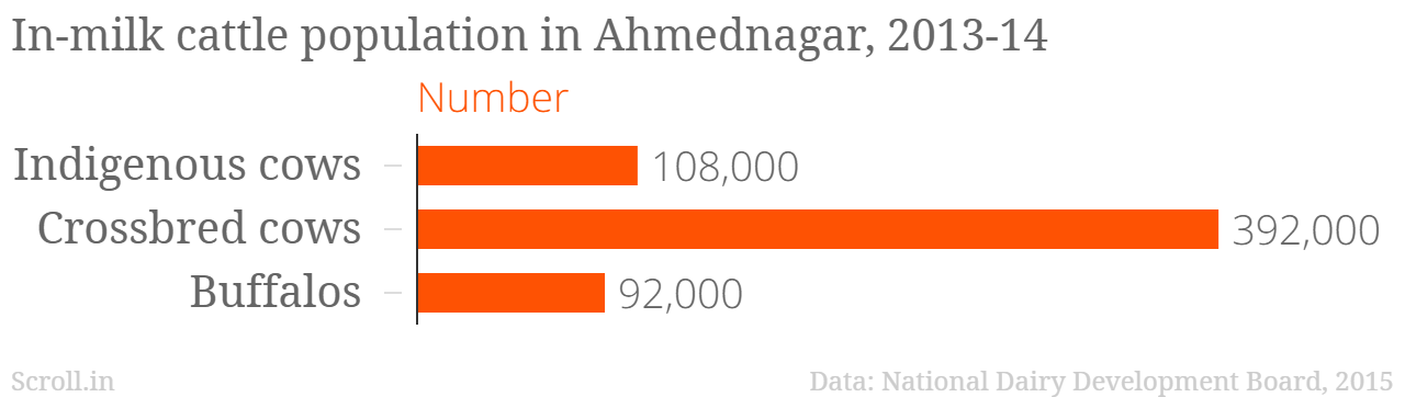In-milk cattle population in Ahmednagar, 2013-14 In-milk cattle population in Ahmednagar, 2013-14