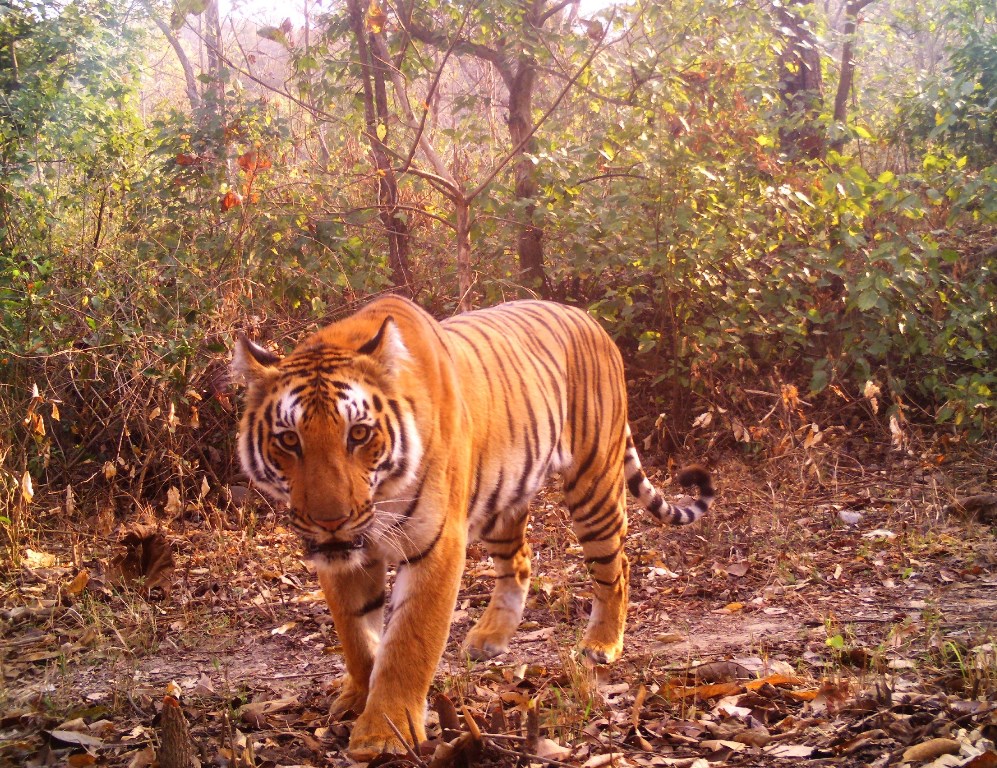 Photo credit: Ramnagar Forest Division Photo credit: Ramnagar Forest Division