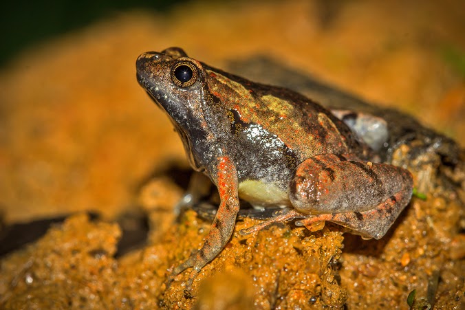Adult male Microhyla laterite. Photo: Ramit Singhal Adult male Microhyla laterite. Photo: Ramit Singhal