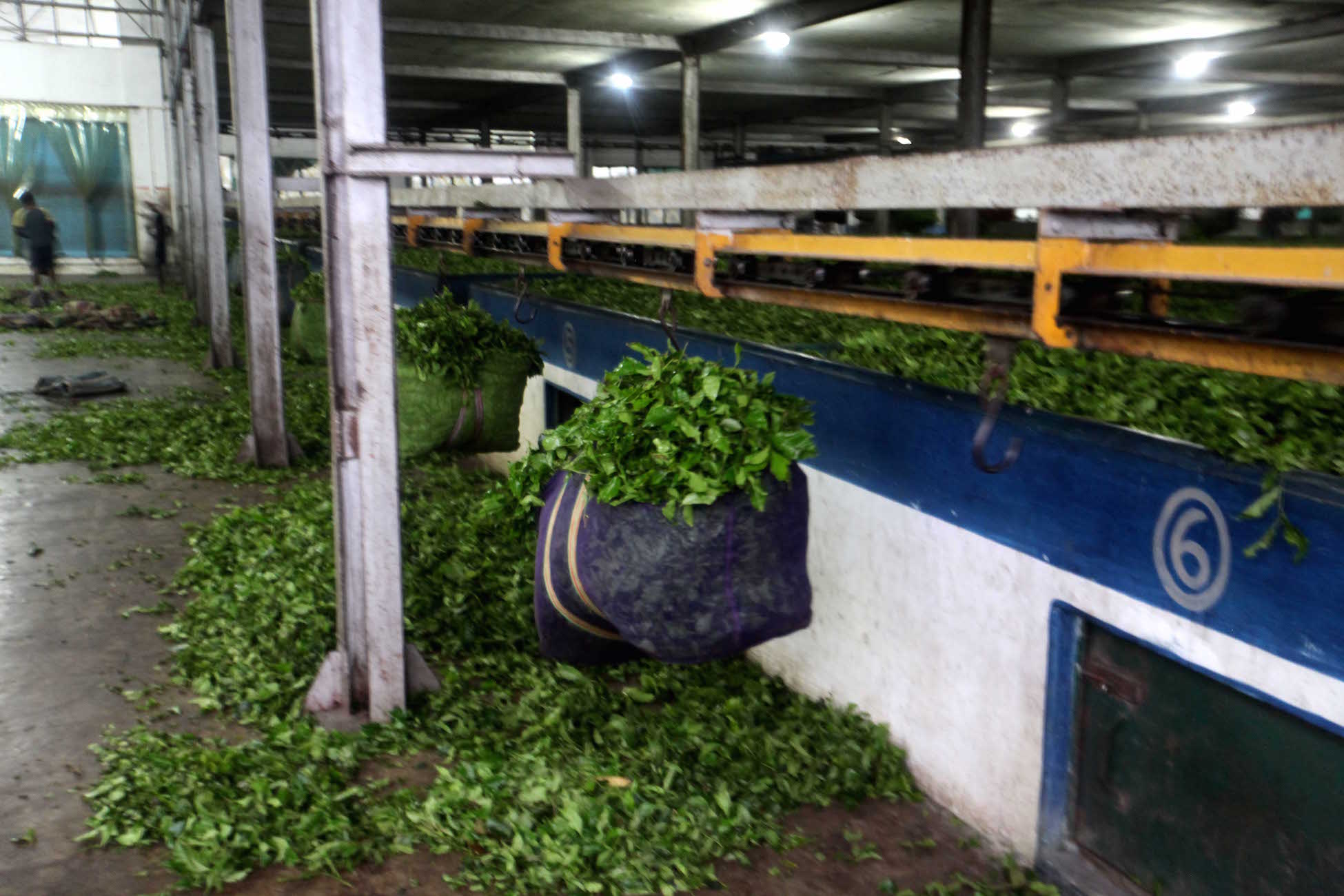 A view inside a bought-leaf factory. A view inside a bought-leaf factory.
