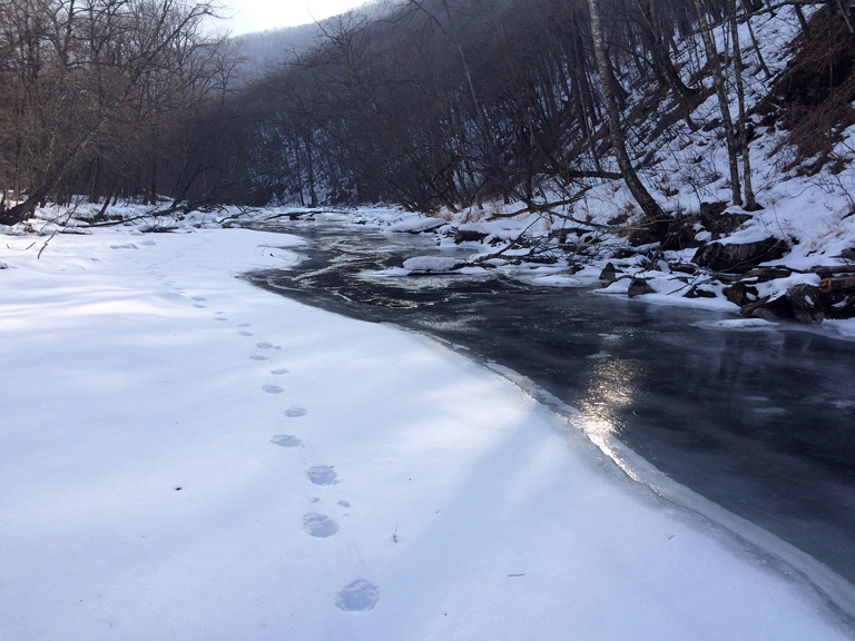 Tiger tracks along a stream in Russia. Photo credit: Jonathan C. Slaght Tiger tracks along a stream in Russia. Photo credit: Jonathan C. Slaght