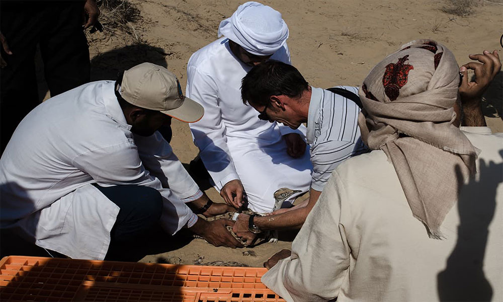 The IFHC research team strap a tracking device around a houbara bustard. Photo credit: Mohammad Ali, White Star The IFHC research team strap a tracking device around a houbara bustard. Photo credit: Mohammad Ali, White Star