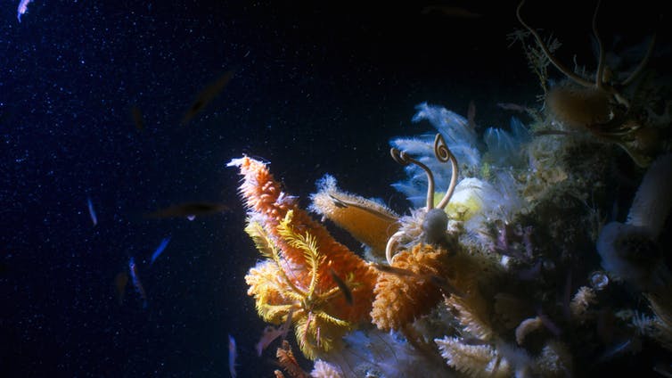 Giant sponges found in the deep waters of the Antarctic. BBC NHU Giant sponges found in the deep waters of the Antarctic. BBC NHU