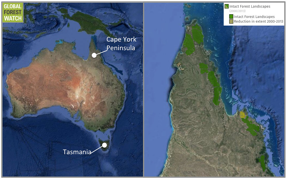 The survey will be taking place in northern Australia’s Cape York Peninsula, thousands of miles from the thylacine’s last stronghold of Tasmania. Satellite data show the region still boasts significant expanses of intact forest landscape — areas of native vegetation cover that are large and undisturbed enough to retain their original biodiversity levels. The survey will be taking place in northern Australia’s Cape York Peninsula, thousands of miles from the thylacine’s last stronghold of Tasmania. Satellite data show the region still boasts significant expanses of intact forest landscape — areas of native vegetation cover that are large and undisturbed enough to retain their original biodiversity levels.