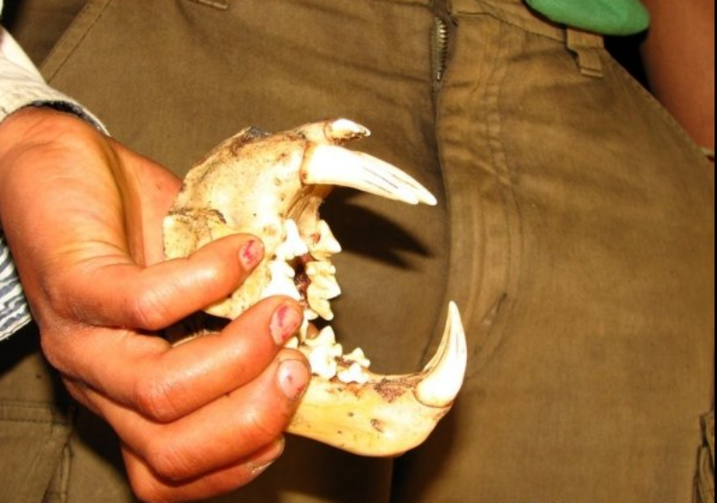 Jaw of a clouded leopard. (Photo credit: Rohit Naniwadekar). Jaw of a clouded leopard. (Photo credit: Rohit Naniwadekar).