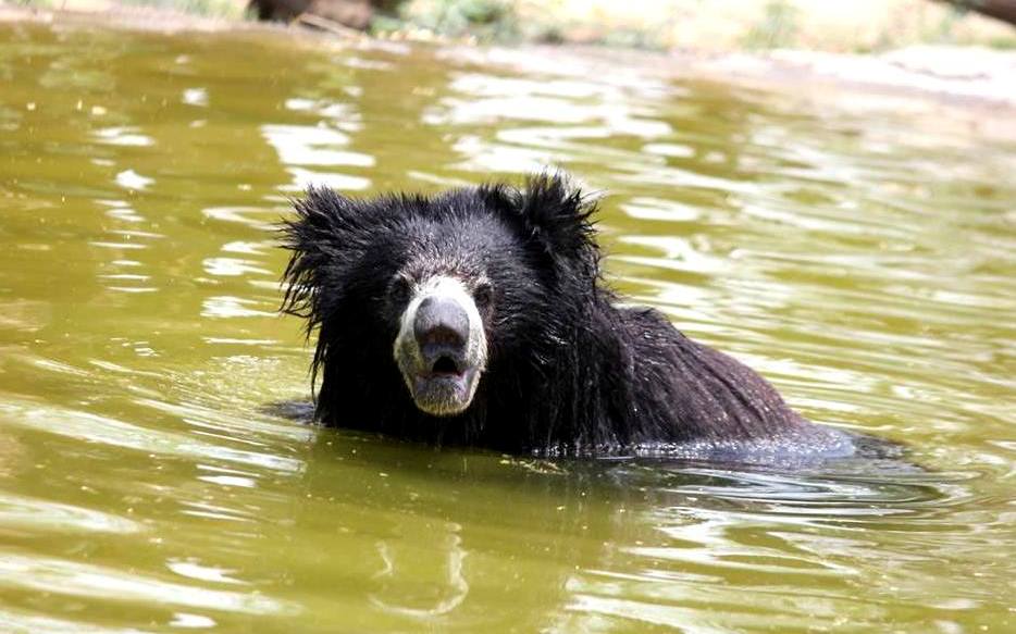 A sloth bear at The Agra Bear Rescue facility. Credit: Wildlife SOS A sloth bear at The Agra Bear Rescue facility. Credit: Wildlife SOS