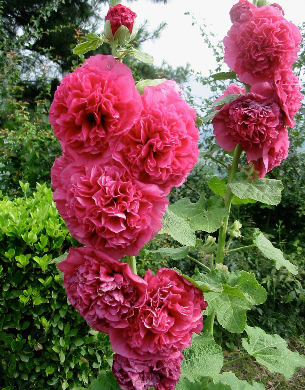Double Holly hocks at Chashmeshahi. Image credit: Anuradha Chaturvedi Double Holly hocks at Chashmeshahi. Image credit: Anuradha Chaturvedi