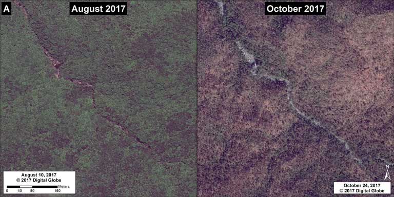 A high-resolution close-up of a section of El Yunque National Forest. After Hurricane Maria struck, it “looked like winter had come to El Yunque,” said research ecologist Tana Wood of the U.S. Forest Service’s International Institute of Tropical Forestry. However, the forest has already started to recover, with a flush of new leaves slowly moving from lower to higher elevations. Imagery source: © 2017 DigitalGlobe. Imagery analysis: MAAP, a project of Amazon Conservation Association A high-resolution close-up of a section of El Yunque National Forest. After Hurricane Maria struck, it “looked like winter had come to El Yunque,” said research ecologist Tana Wood of the U.S. Forest Service’s International Institute of Tropical Forestry. However, the forest has already started to recover, with a flush of new leaves slowly moving from lower to higher elevations. Imagery source: © 2017 DigitalGlobe. Imagery analysis: MAAP, a project of Amazon Conservation Association