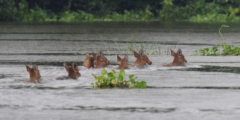 Deer try to stay above water in flooded Kaziranga National Park. (Source: Biju Boro/AFP) Deer try to stay above water in flooded Kaziranga National Park. (Source: Biju Boro/AFP)