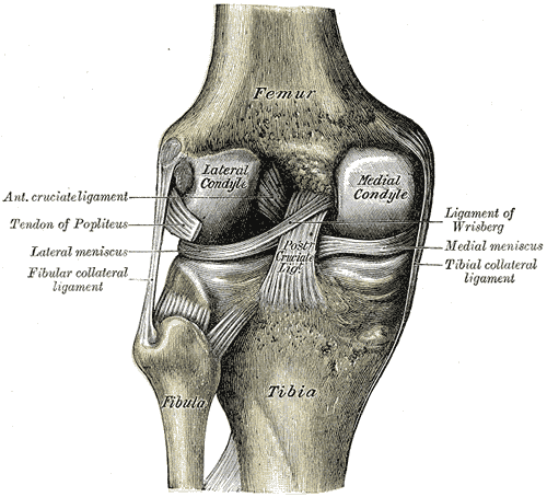 Left knee-joint from behind, showing interior ligaments. (Image: Wikipedia/Anatomy of the Human Body - Henry Gray/Henry Vandyke Carter) Left knee-joint from behind, showing interior ligaments. (Image: Wikipedia/Anatomy of the Human Body - Henry Gray/Henry Vandyke Carter)