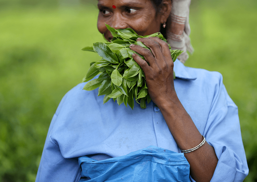 A tea garden worker holds a bunch of plucked tea leaves at an estate in Jorhat. Credit: Ahmad Masood/Reuters A tea garden worker holds a bunch of plucked tea leaves at an estate in Jorhat. Credit: Ahmad Masood/Reuters