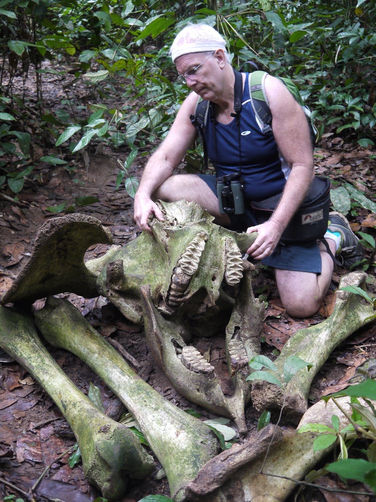 The author examines a forest elephant gunned down by ivory poachers in Central Africa. (Credit: Mahmoud Mahmoud) The author examines a forest elephant gunned down by ivory poachers in Central Africa. (Credit: Mahmoud Mahmoud)