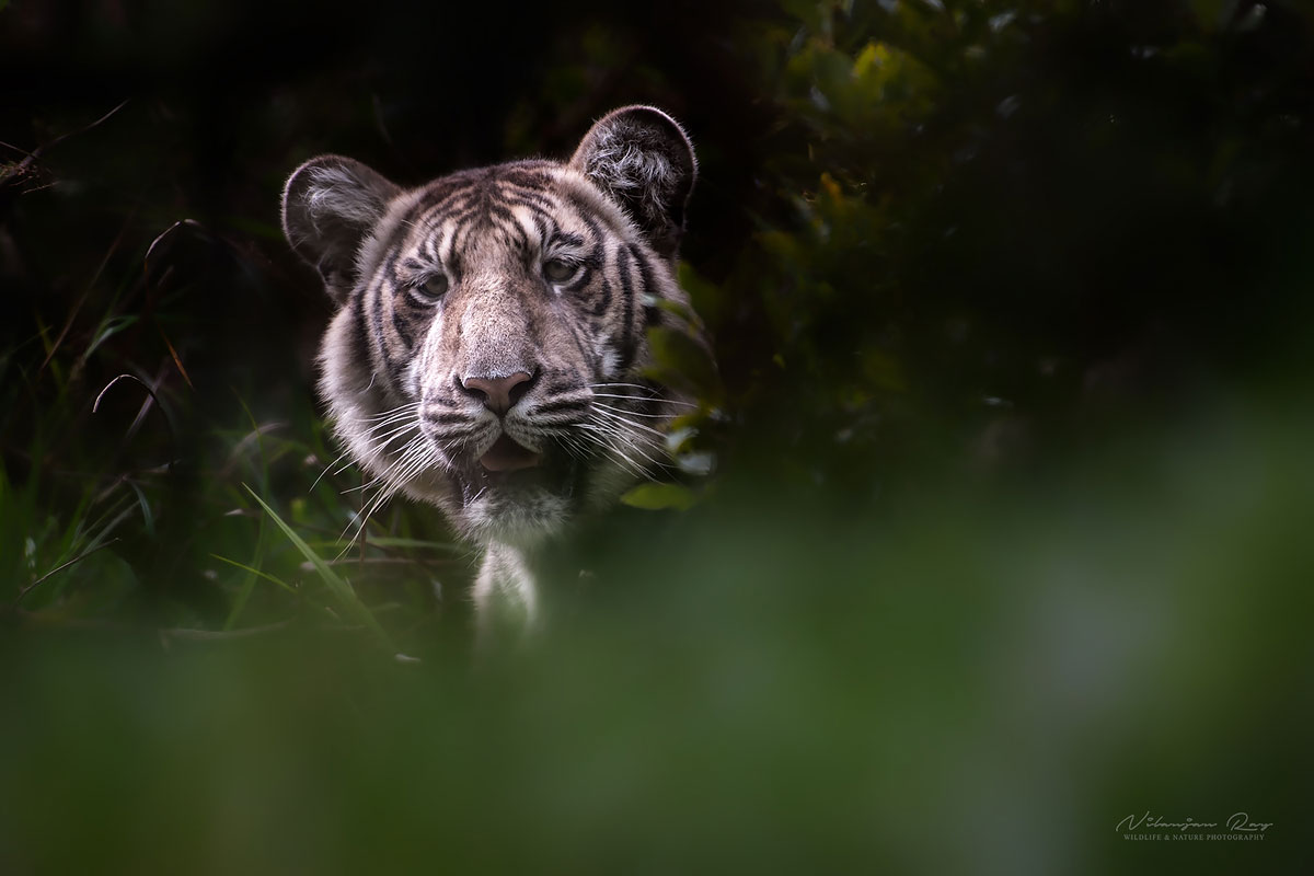 Photo credit: Nilanjan Ray Photo credit: Nilanjan Ray